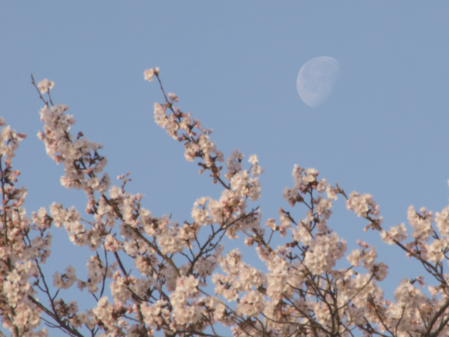 下弦の月と桜