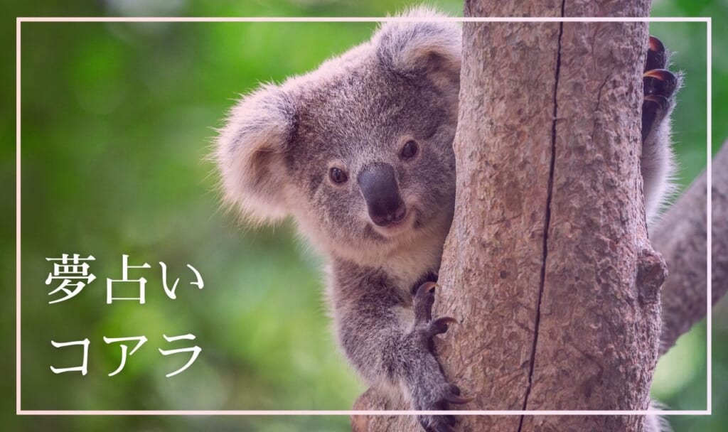 【夢占い】コアラの夢の心理・飼う・助ける・食べる・抱っこする・喋るなど