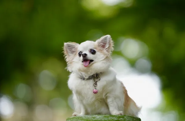 夢占い 犬の夢36選 飼う 噛まれる 茶色 子犬 白い 死ぬ 襲われるなど