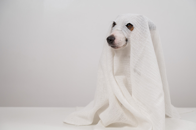 ゴーストのコスプレをする犬