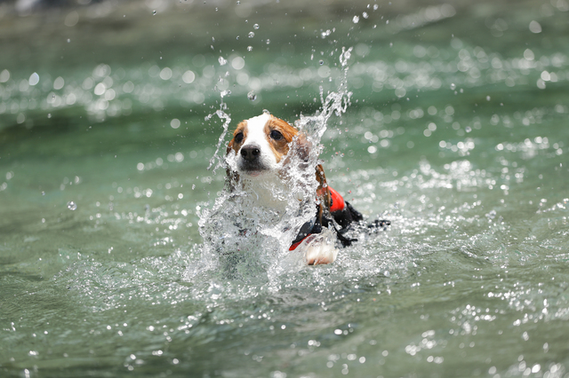 ライフジャケットを着て泳ぐ犬