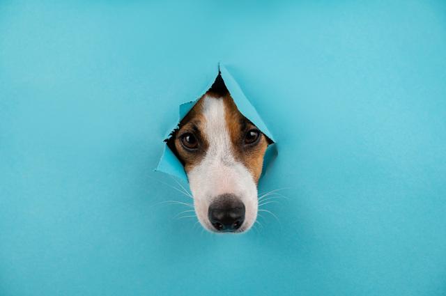 青色の壁紙を破る犬