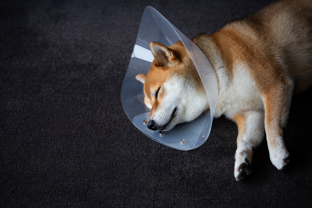 エリザベスカラーをした犬