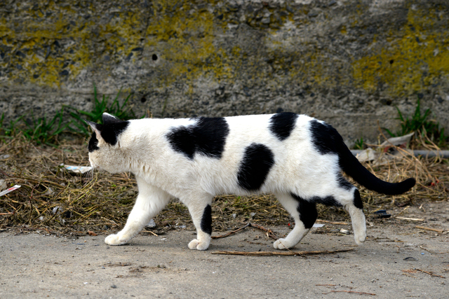 牛模様の猫