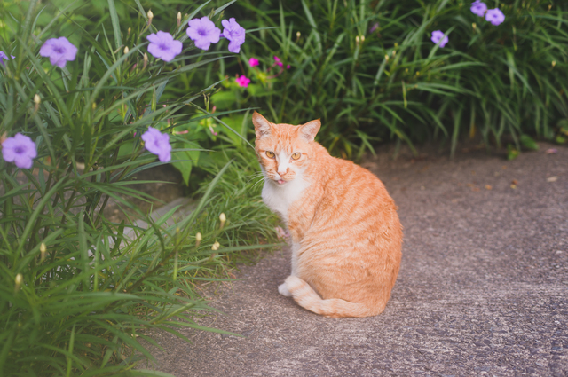 庭にいる猫