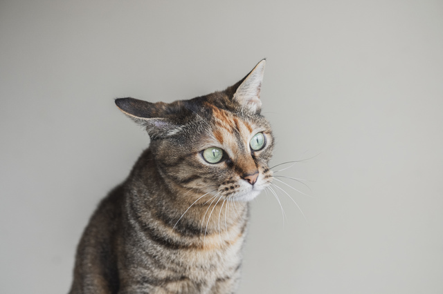 麦わら猫