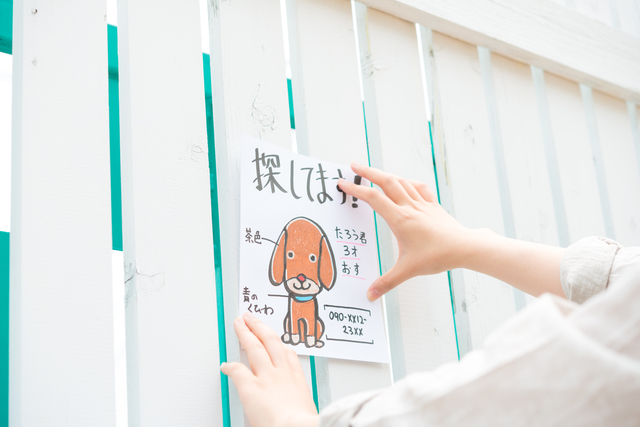 迷い犬