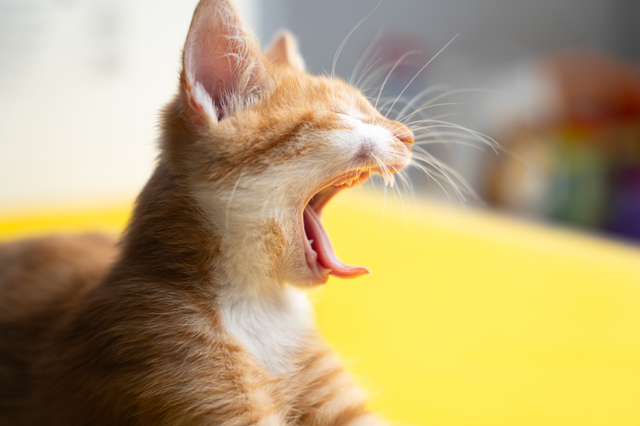 大きくあくびをする子猫