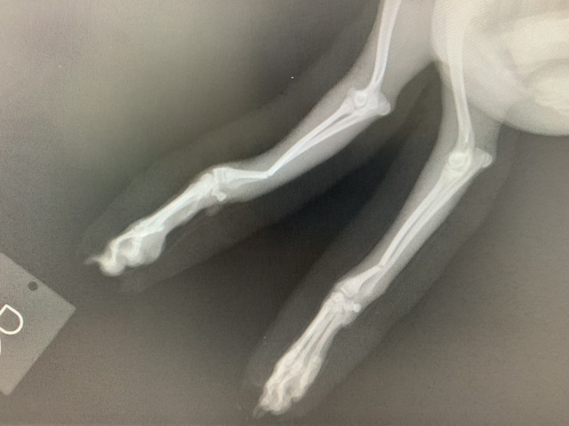 犬の足のレントゲン写真