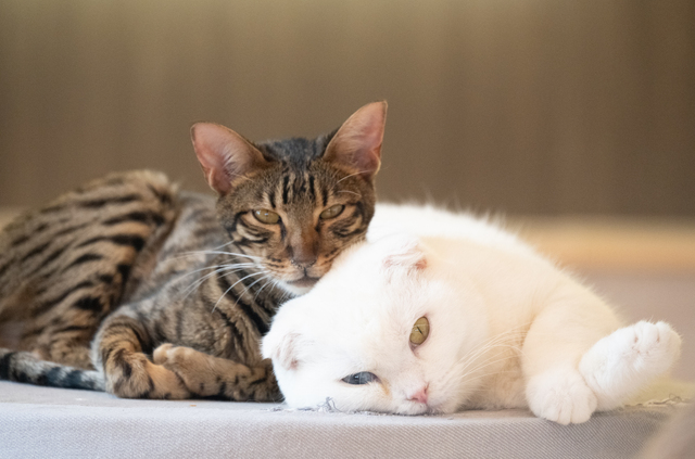 寄り添う2匹の猫