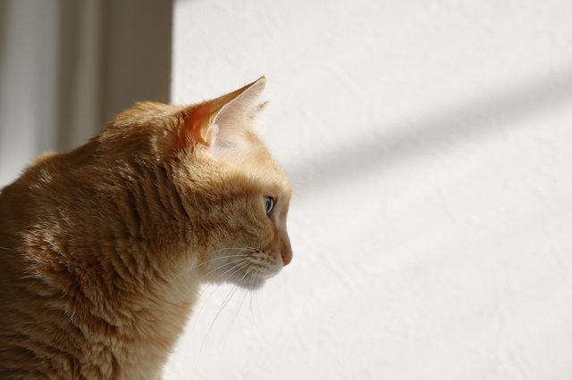 茶色の猫