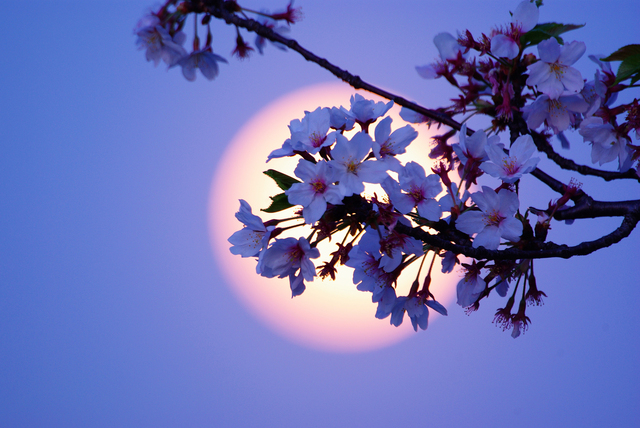 桜と満月 ワームムーン