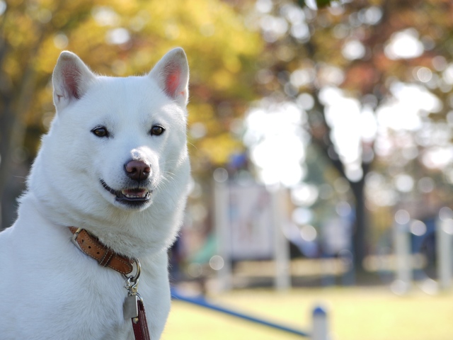 北海道犬