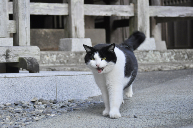 神社にいた白黒猫