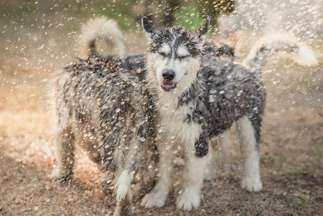 濡れた犬