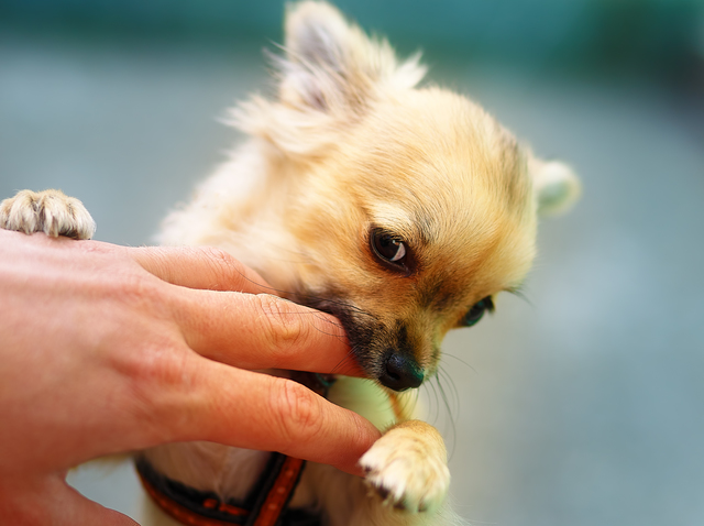 手を噛む犬