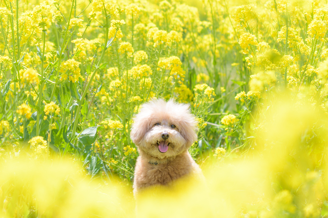 菜の花に囲まれる犬