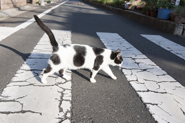 横断歩道を渡る猫