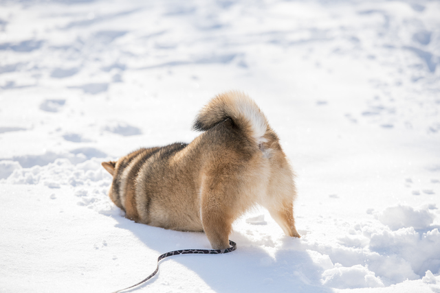 犬の尻尾