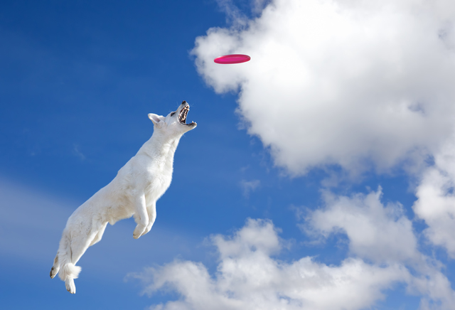 空飛ぶ犬