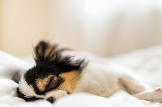 眠る犬