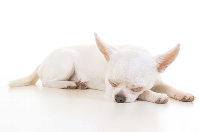 眠る白い犬チワワ