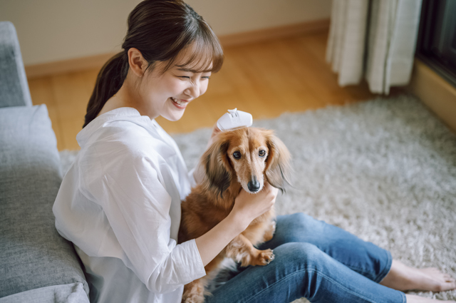 犬をブラッシングする