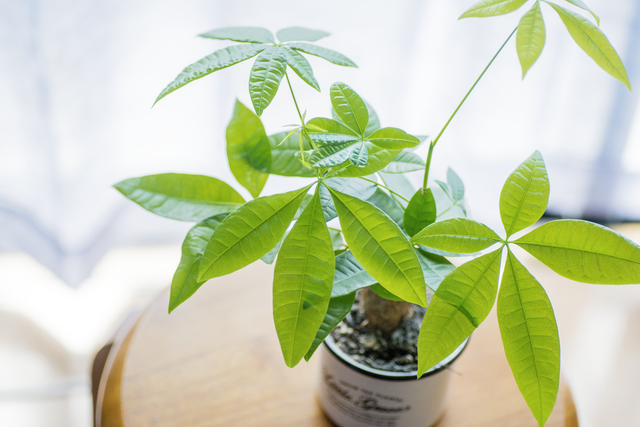 植物・ハーブによる浄化
