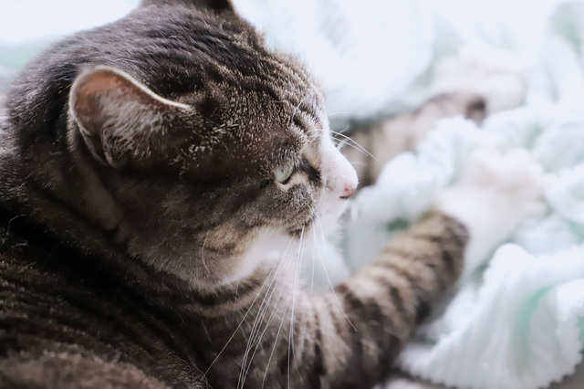 毛布をふみふみする猫