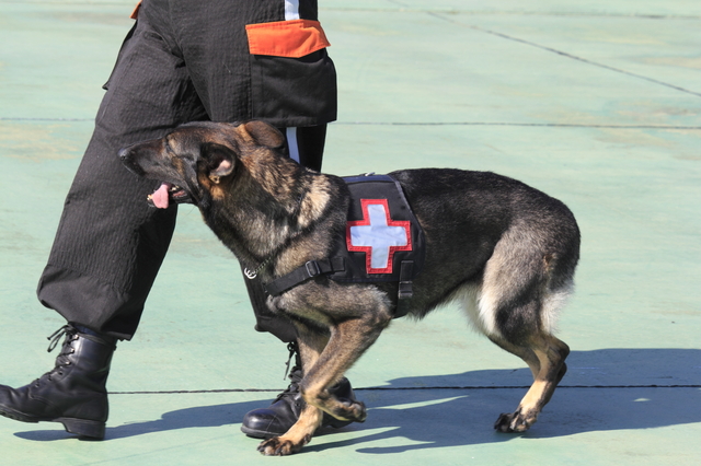 救助犬