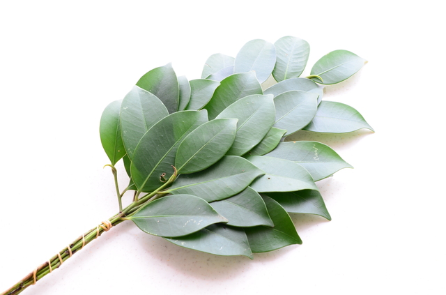 榊