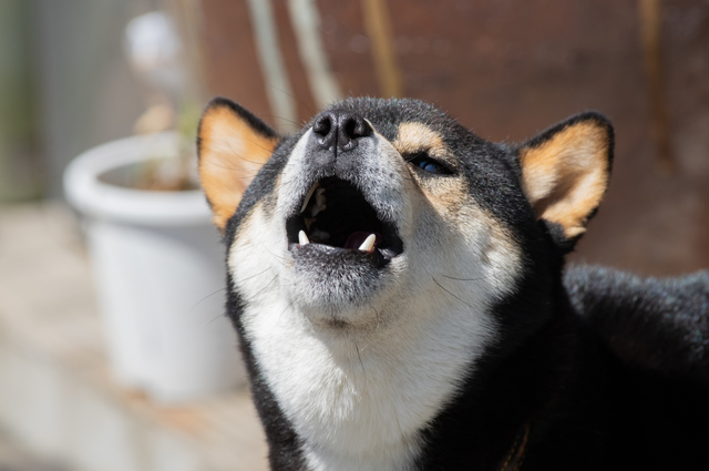 吠える・鳴く犬