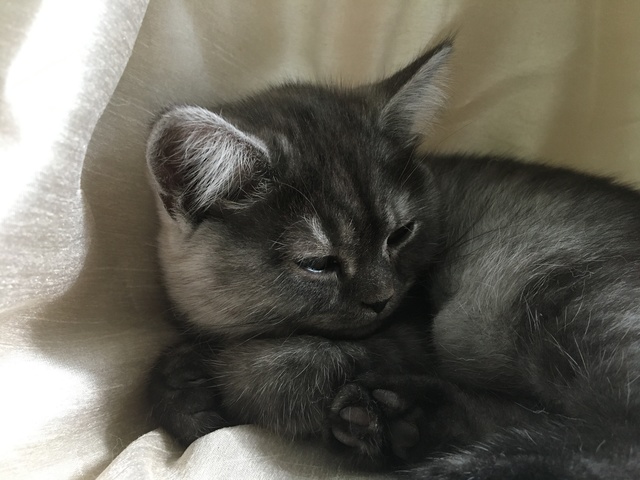 黒いトラ猫