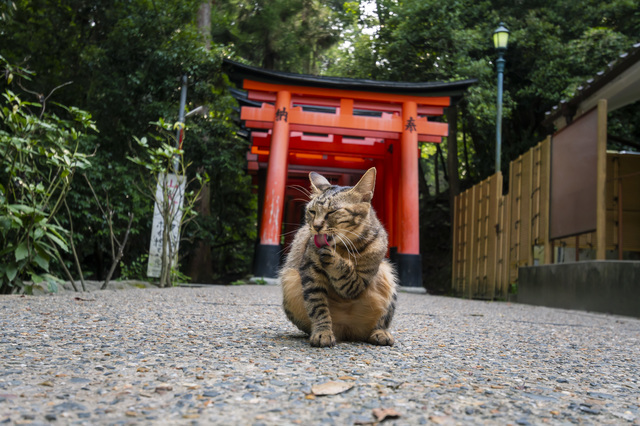 伏見稲荷にいる猫