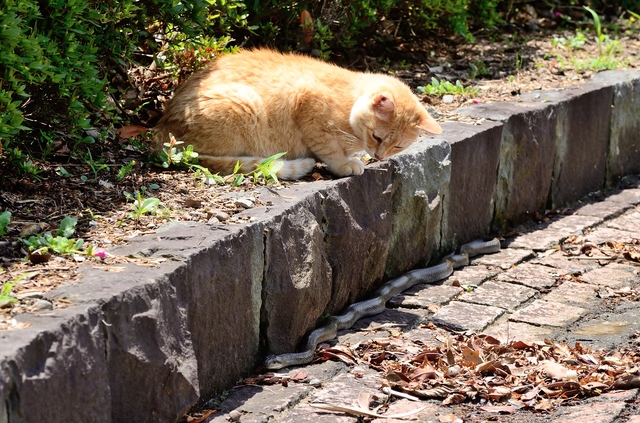 猫と蛇