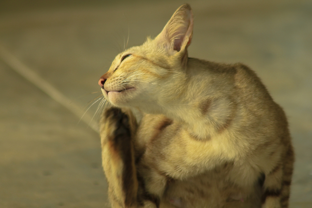 後ろ足で顔をかく猫