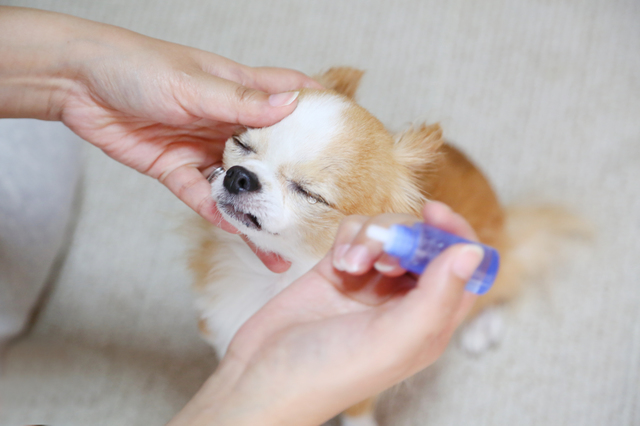 目薬をさす犬チワワ