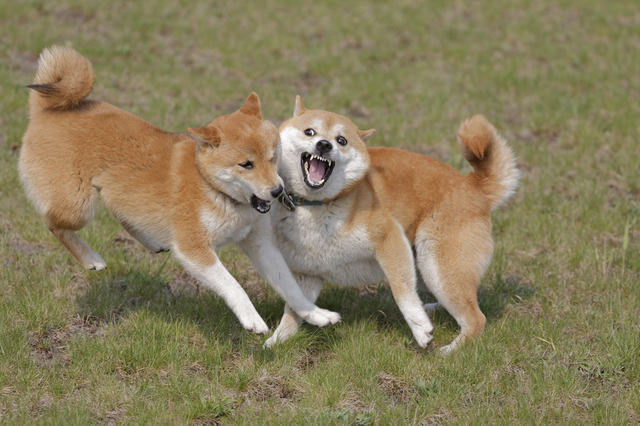 ぶつかる犬