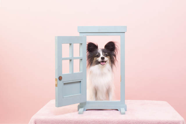 ドアの前に座る犬パピヨン