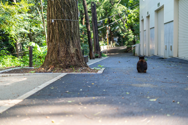 代々木八幡宮にいたとされる猫