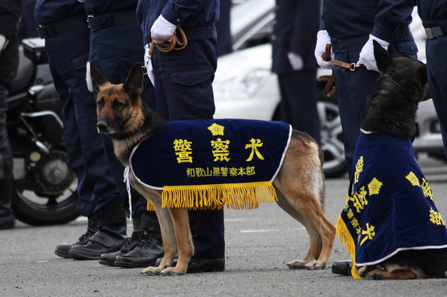 警察犬