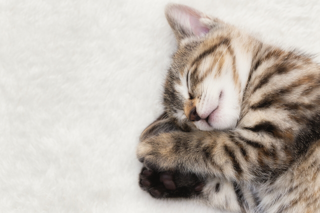 眠る子猫