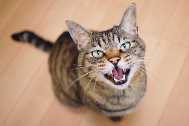 鳴いてアピールする猫