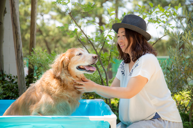 犬とプールに行く