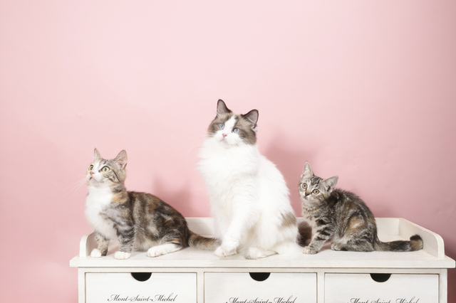 3匹の猫