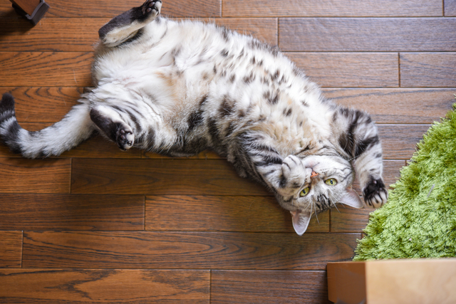 お腹を見せる猫