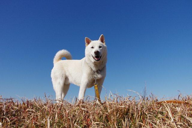紀州犬
