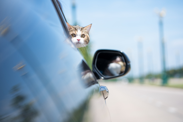 車から外を見る猫