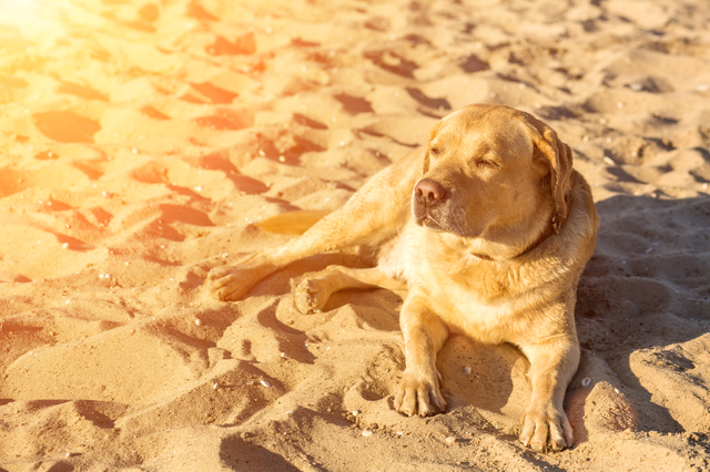 オレンジの夕日に照らされる犬