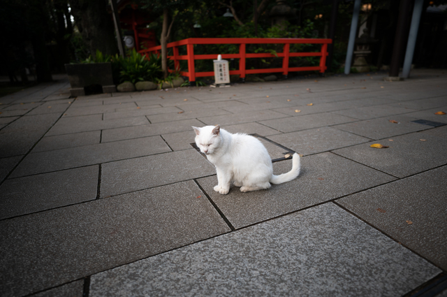 愛宕神社にいた白猫